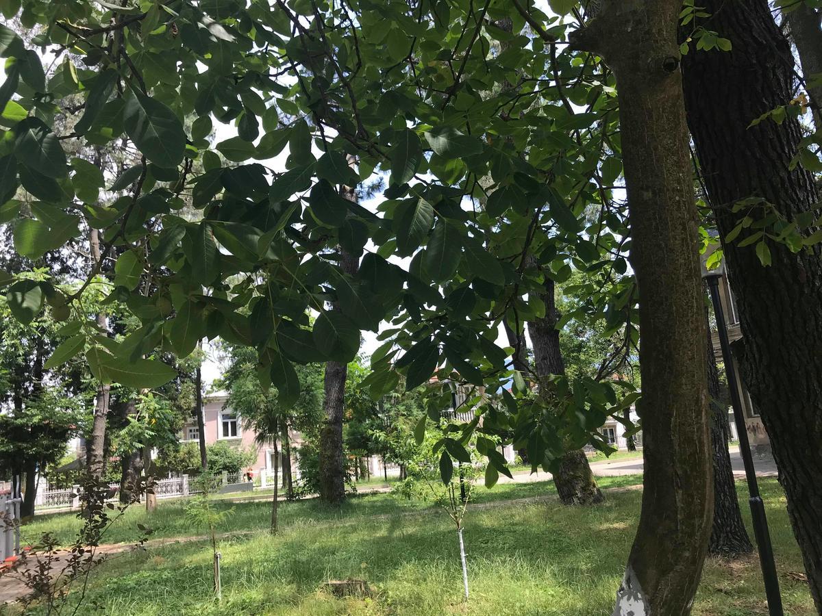Anna Hostel Kobuleti Dış mekan fotoğraf